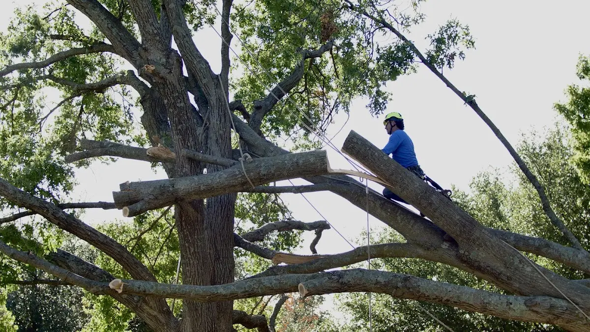 Professional Hazardous Tree Removal performed by certified arborists in Flaxville