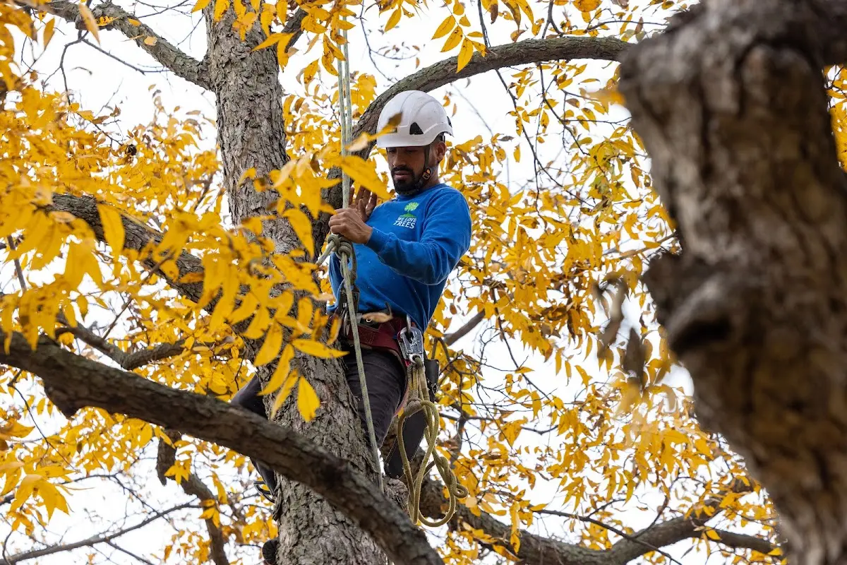 Skilled Tree Planing crew working in Flaxville