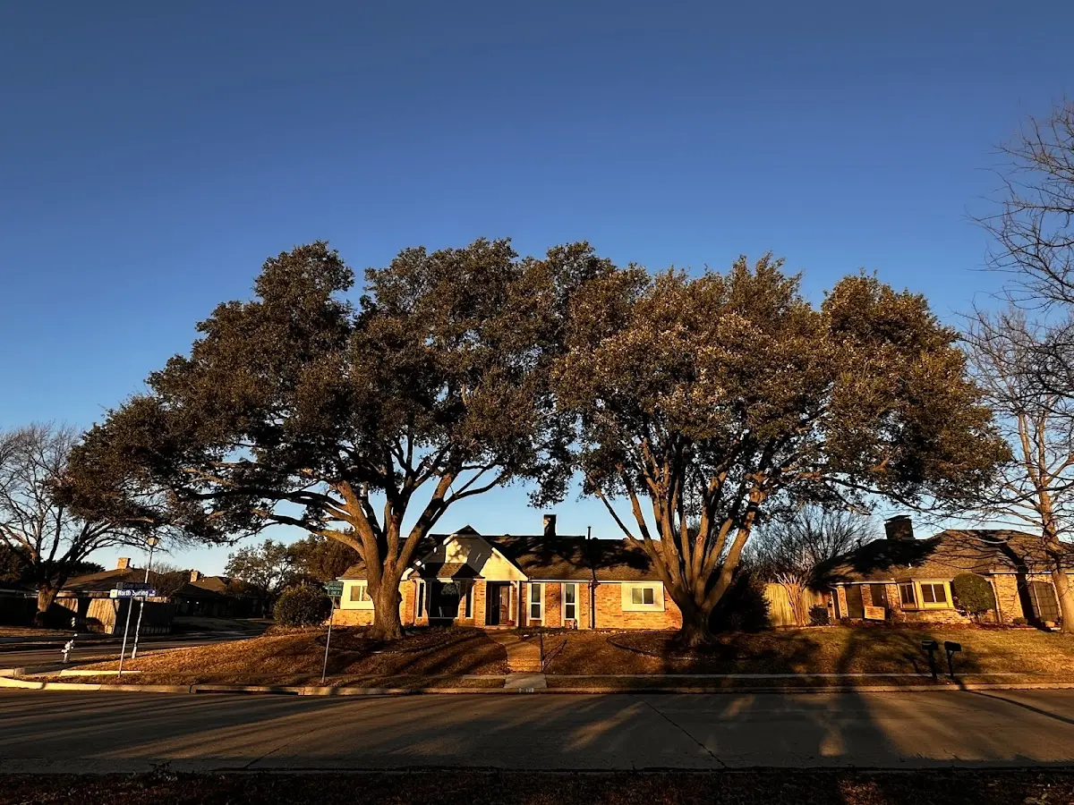 Established residential canopy tree shading a home in Flaxville